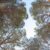 Maremma